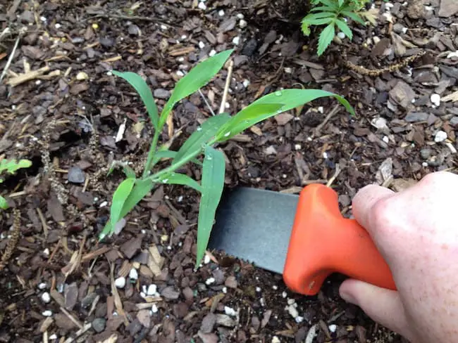 grow oregano at home