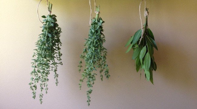 grow oregano at home