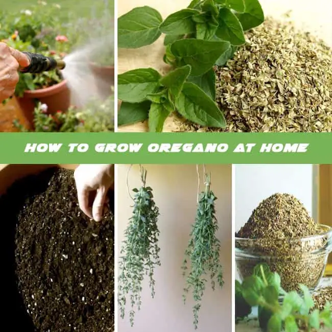 How To Grow Oregano At Home