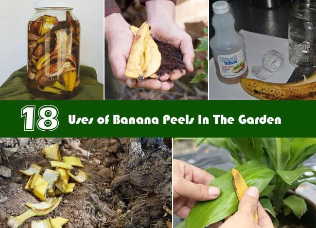 How To Use Banana Peels