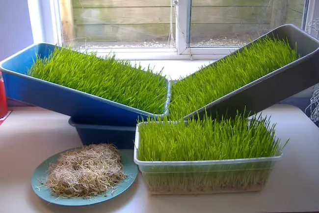 grow wheatgrass