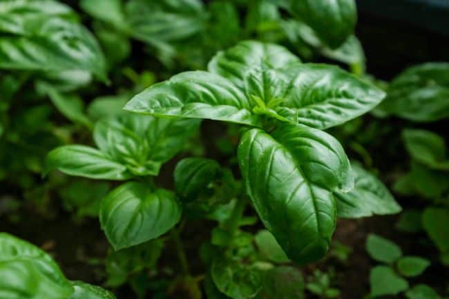 Growing Basil Indoors