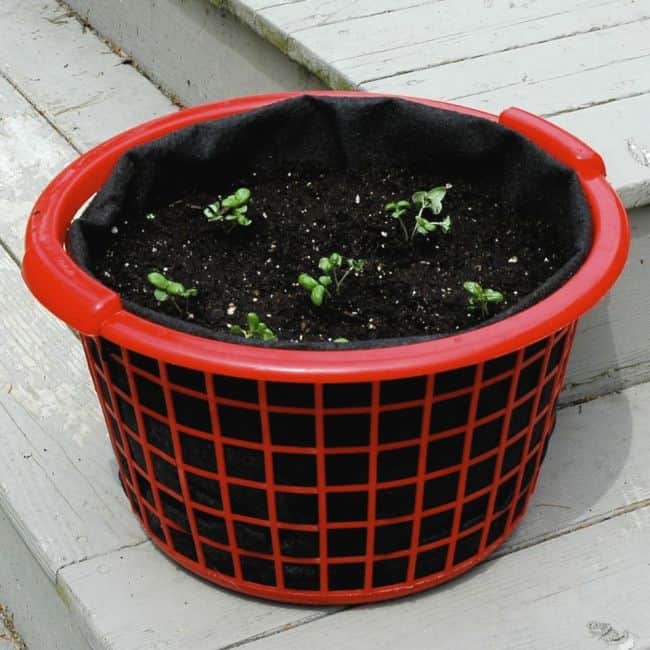 Basil Varieties