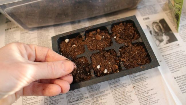 Growing Basil Indoors