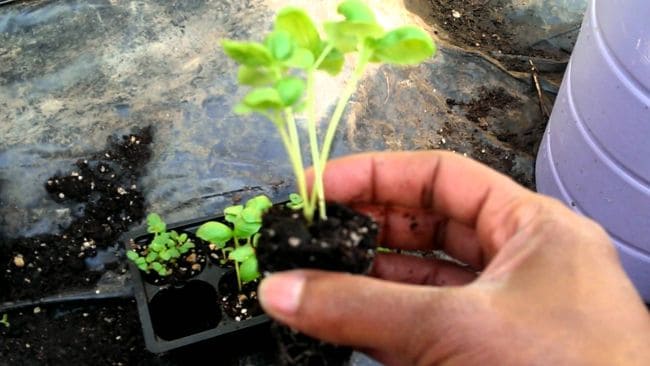 Growing Basil Indoors