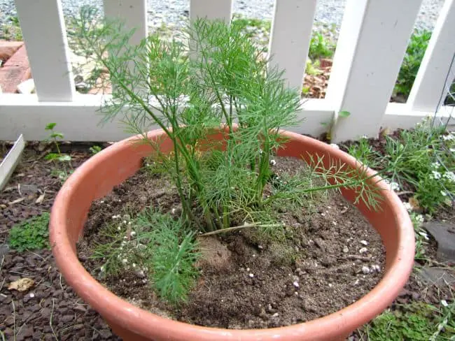 Growing Dill