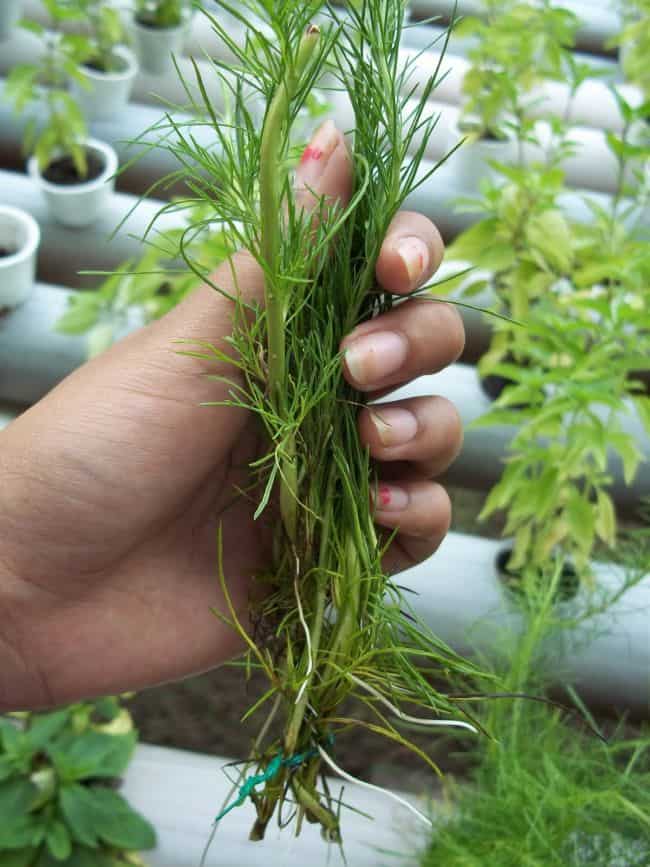 How to Grow Dill from Cuttings