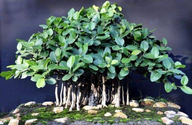 Best Trees for Bonsai