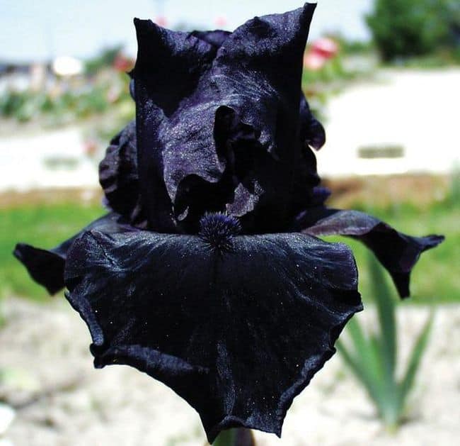 Black Colored Flowers