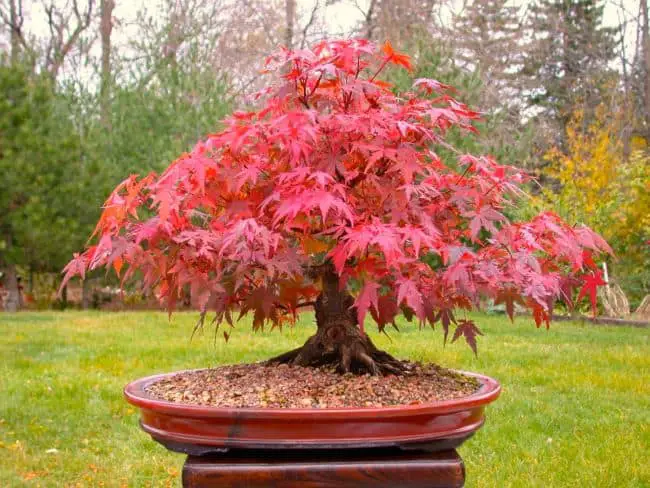 Best Trees for Bonsai