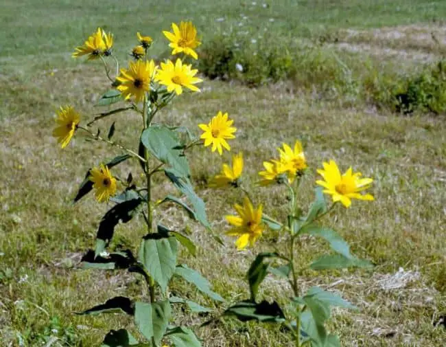 Drought Resistant Flowering Plants