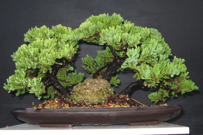 Bonsai Tree Care