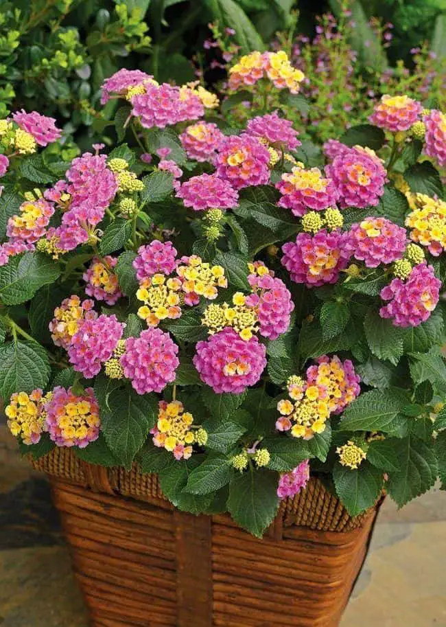 Best Drought Resistant Plants