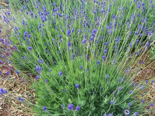 Lavender Drought Tolerant