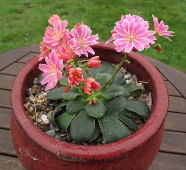 Drought Tolerant Plants