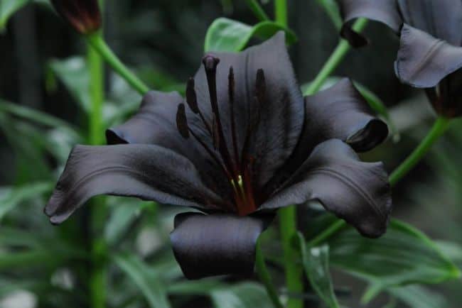 Natural Black Flowers