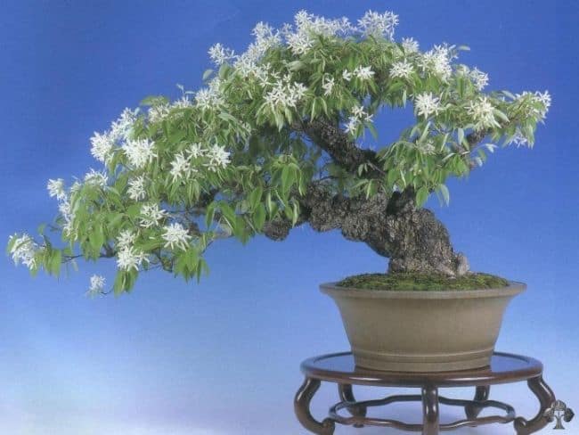 Bonsai Tree Care