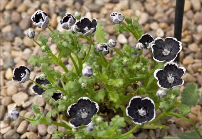 black flowers