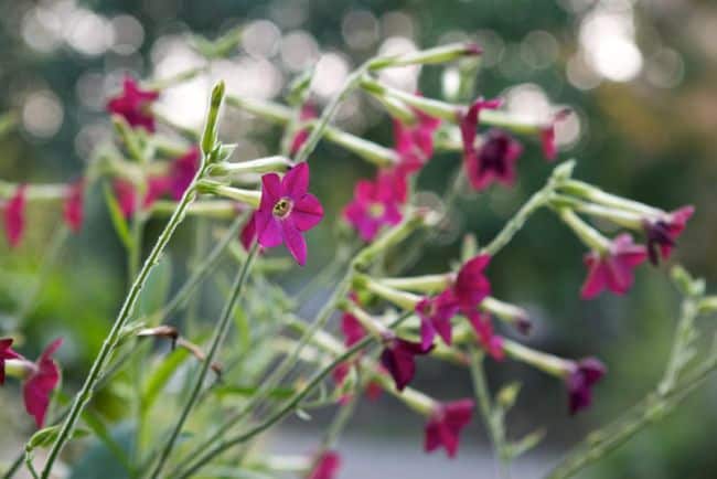 Flowers That do Well in Sun