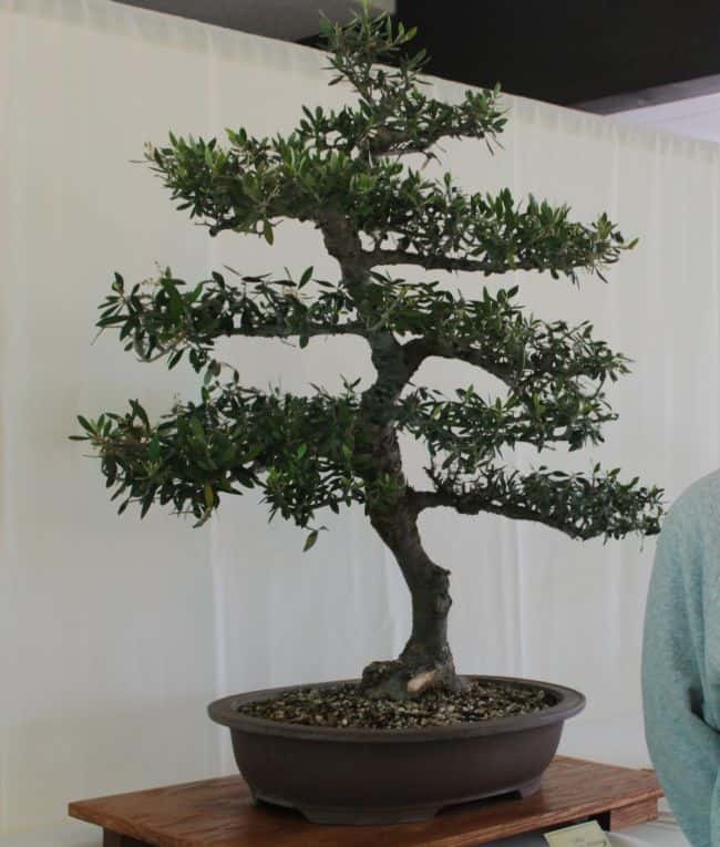 Care for Bonsai Trees Indoor