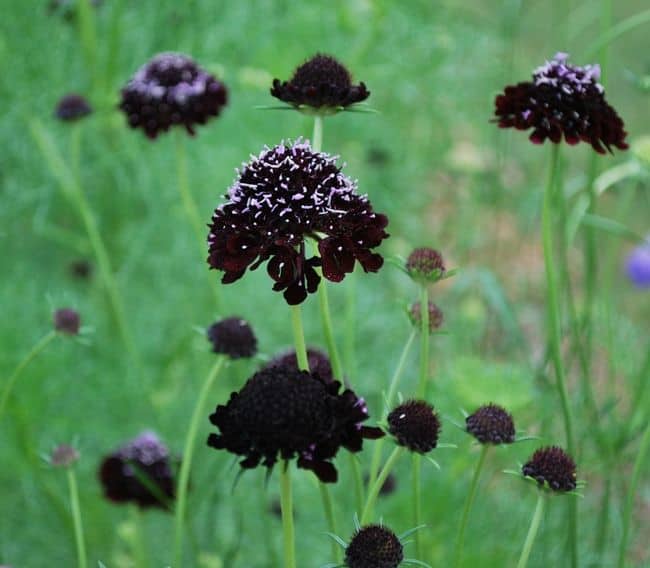 Black Flowers Garden