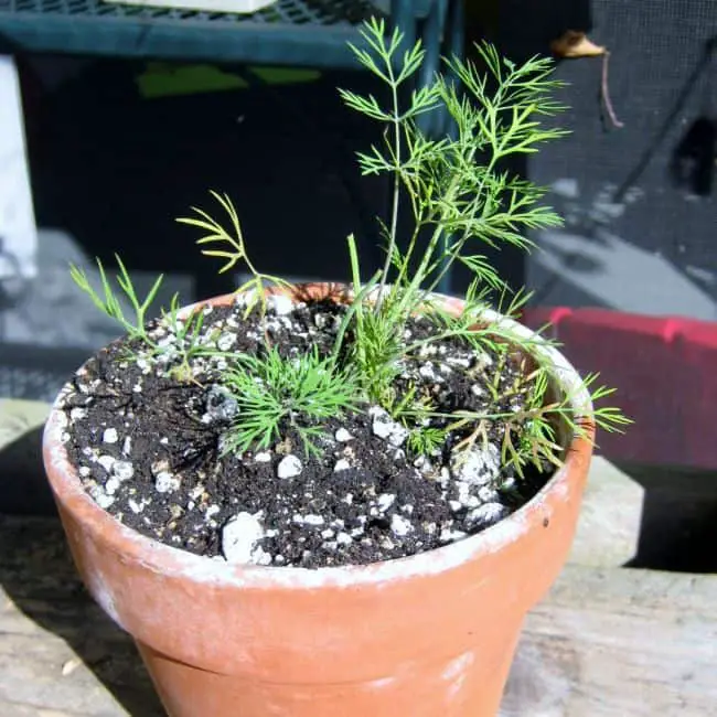 Growing Dill