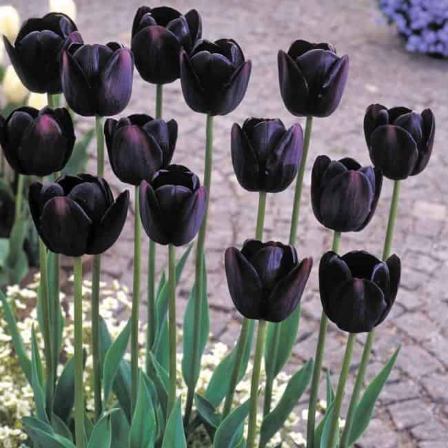 Black Colored Flowers