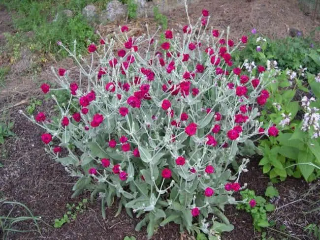 Drought Resistant Flowering Plants