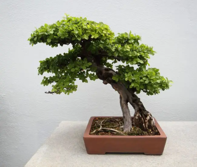 Best Trees for Bonsai