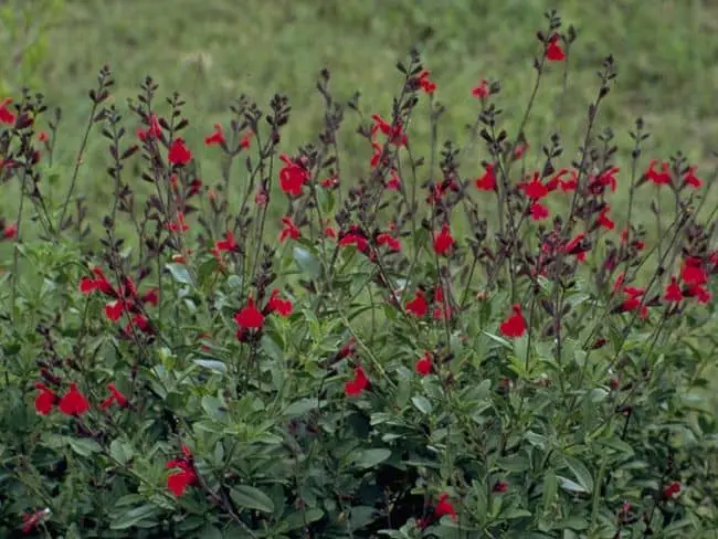 plants that need little water