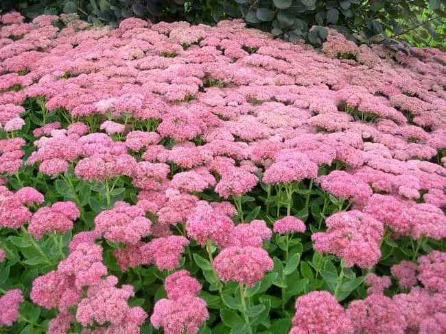 Drought Resistant Flowering Plants