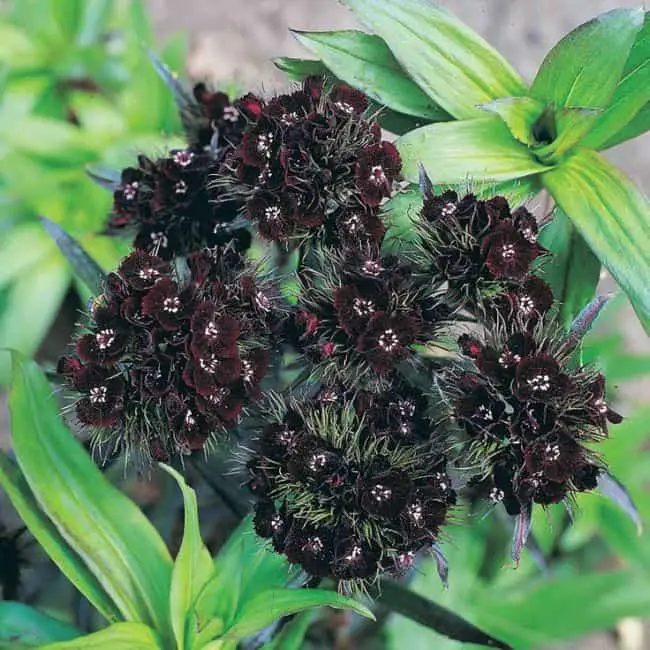 Black Flowers Garden