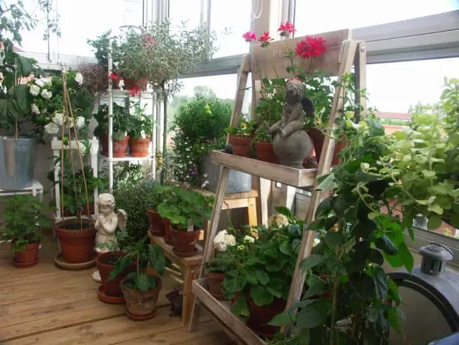 Balcony Garden Plants