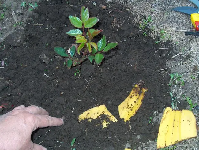 Banana Peels Fertilizer