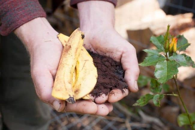  Banana Peels for Roses