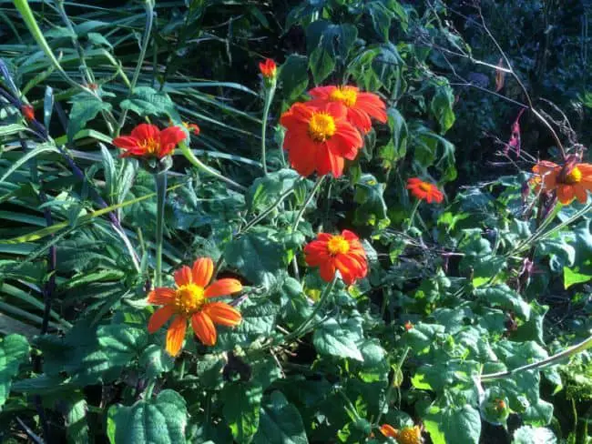 Heat Tolerant Flowers