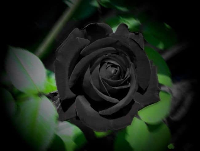 Natural Black Flowers