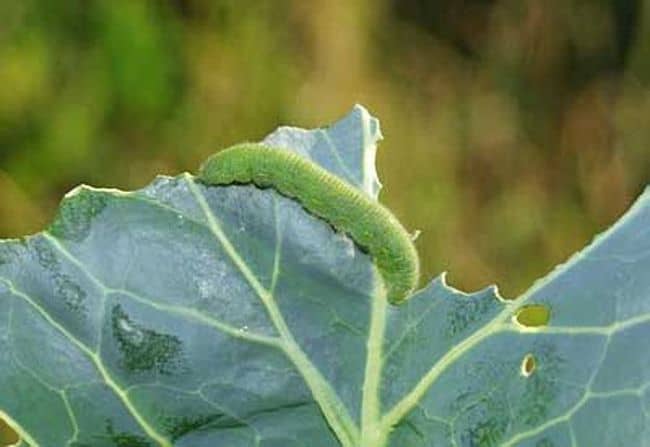  Baking Soda for Garden Pests