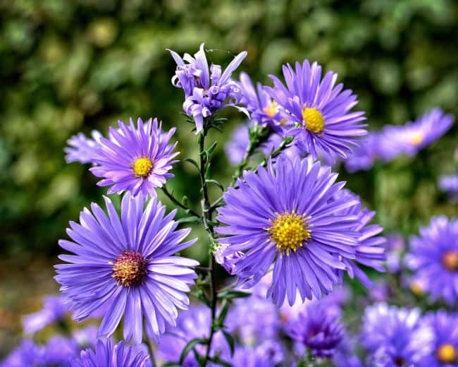 Baking Soda Uses in The Garden