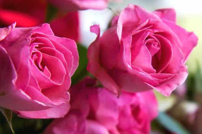 Use baking soda to keep roses fresh