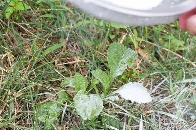 Baking Soda in the Garden