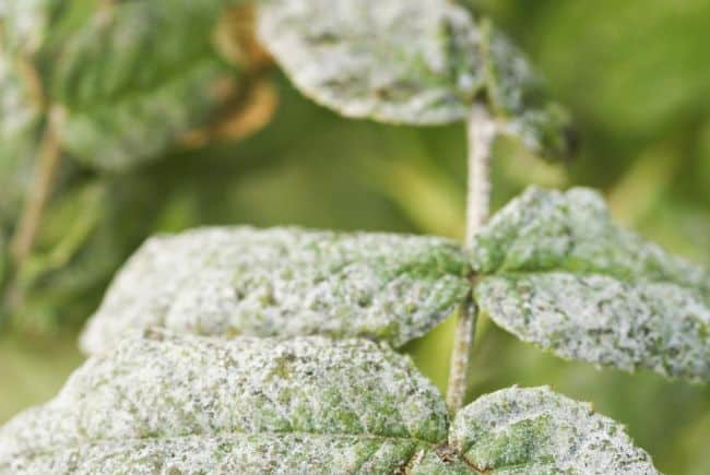 Baking Soda Uses in The Garden