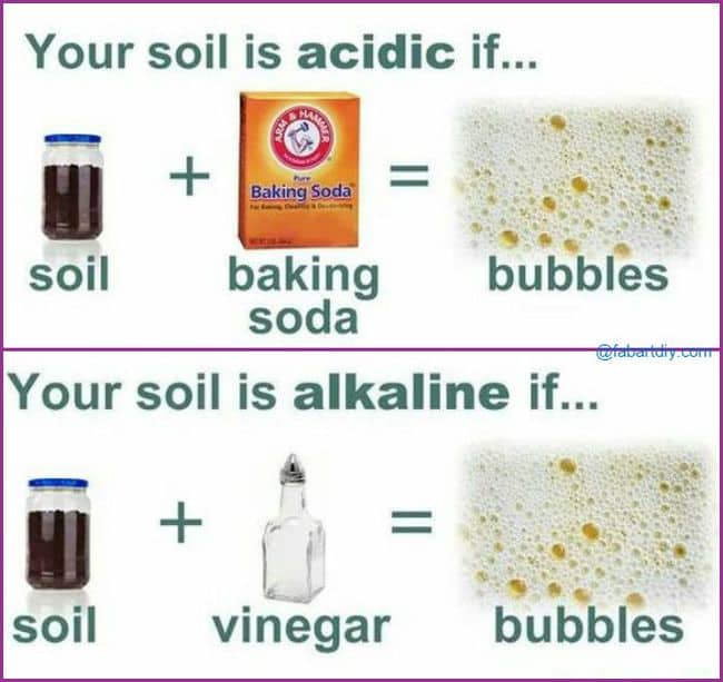 Baking Soda in the Garden