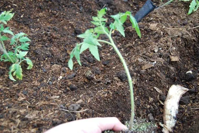 Banana Peel Fertilizer for Tomatoes