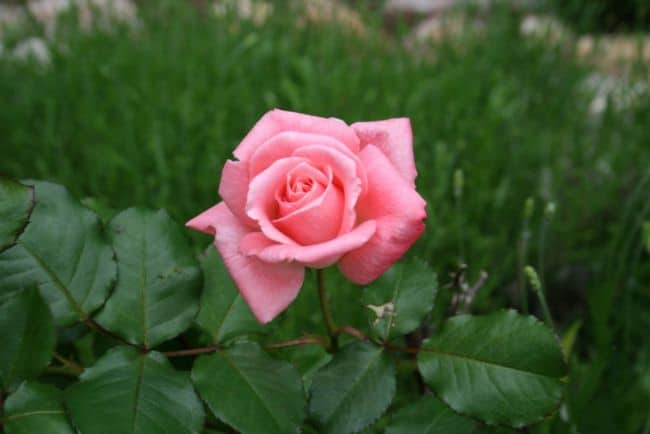 Banana Peels for Roses