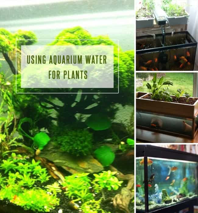 Aquarium Water for Plants