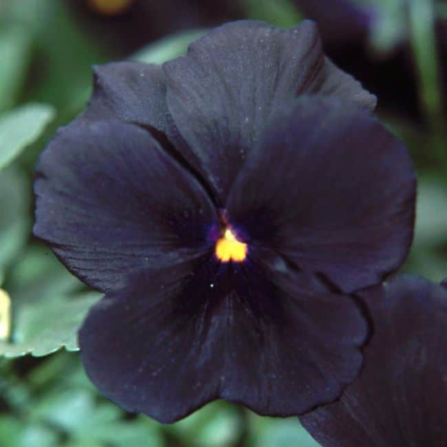 Black Colored Flowers