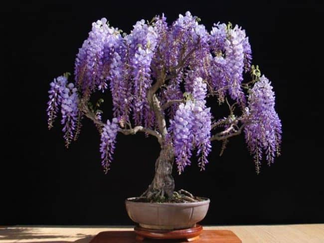 Best Trees for Bonsai