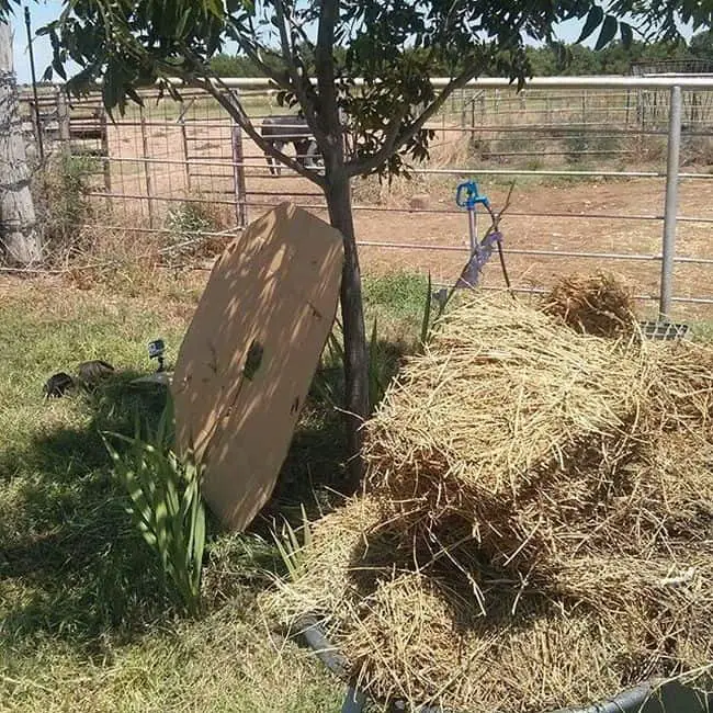 Pecan Tree Care