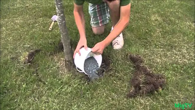 Pecan Tree Fertilizer